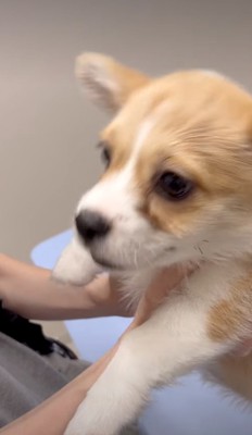 顔を上げる子犬