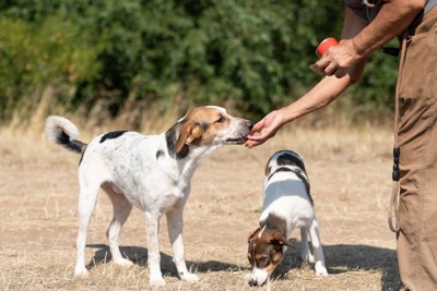 トレーニングのご褒美をもらう犬
