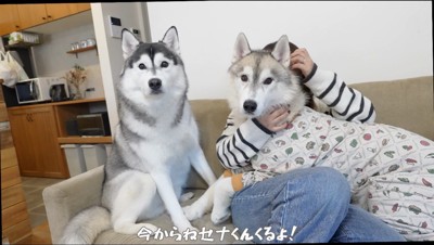 男性の声に耳を傾ける2頭の犬