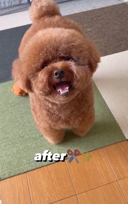 カメラを見る犬