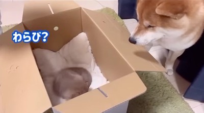 赤ちゃん犬を見つめる柴犬