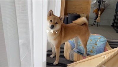 窓際に立ってカメラに目線を送る犬