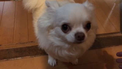 パパが先に寝ようとした時のコハクくん⑩