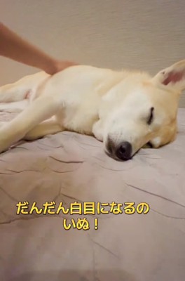 目を閉じるすいちゃん