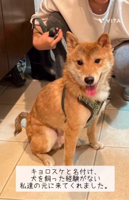 座るキョロスケくん