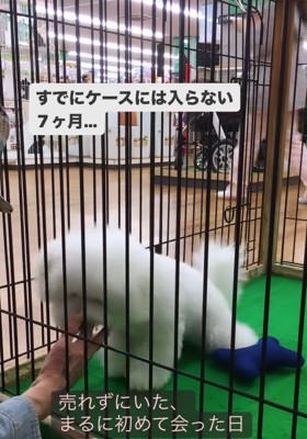 手にじゃれるまるちゃん
