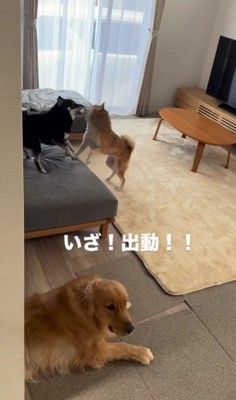 柴犬の喧嘩が勃発！！
