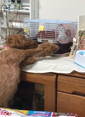前足をハムスターに伸ばす犬