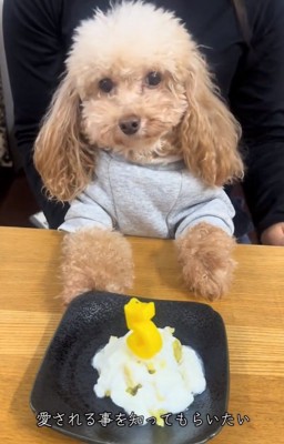 5歳になったモカちゃん