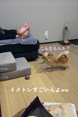 段差を登ろうとするのんちゃん3