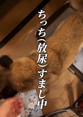 トイレをする犬