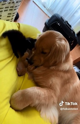 お世話する福ちゃん