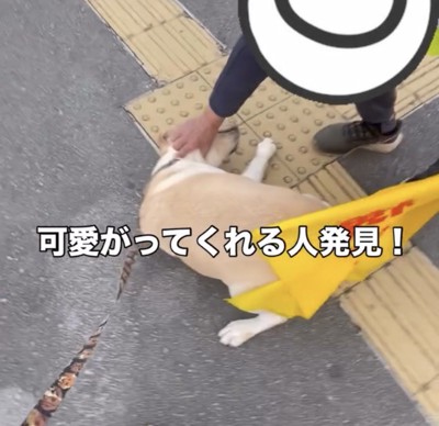 旗のそばで甘える犬