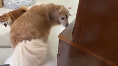 誤解して大喜びの2匹