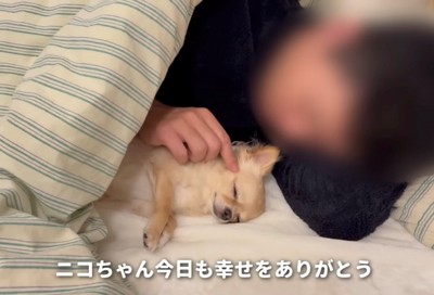 寄り添って眠る犬