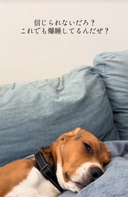 寝ている中型犬