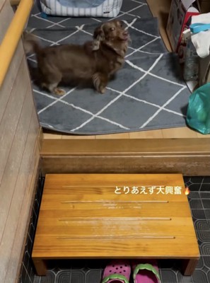 飼い主さんの帰宅に大歓喜