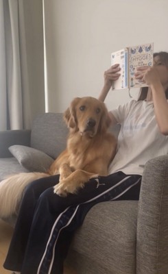 膝の上に乗る犬