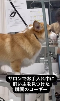 飼い主さんを発見したうにちゃん2