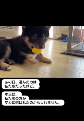 運命的な出会いに感動…