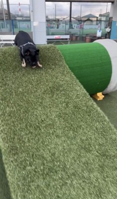 坂の上で身を低くする犬