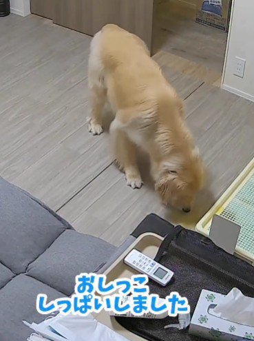 おしっこ失敗したコロッケちゃん