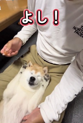 目を閉じる犬