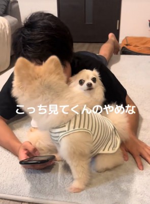 こちらを見つめるチワワ