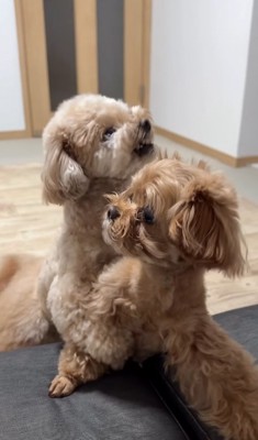 喧嘩をする小型犬たち
