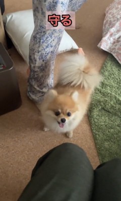 人のそばに立つ犬