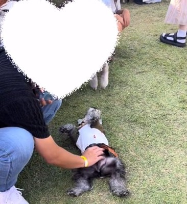 ドッグランを満喫する陽菜ちゃん