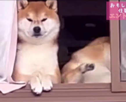 わらびちゃんが退散