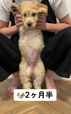 ゴールデンドゥードルのパピー