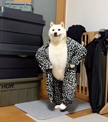 腰に手を当てたようなポーズを決める犬