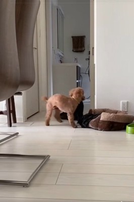 寝床へ運ぶりゅっくちゃん