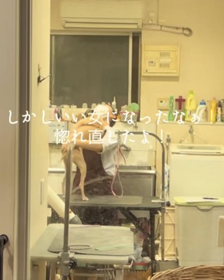 お姉さんに飛びかかるイタグレ