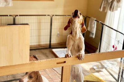 サークルの中から吠える犬