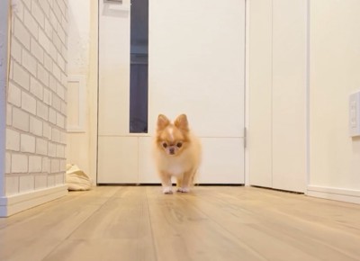廊下の奥に佇む犬
