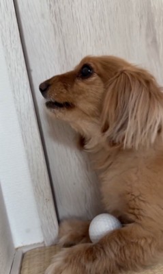 再びガルガル〜