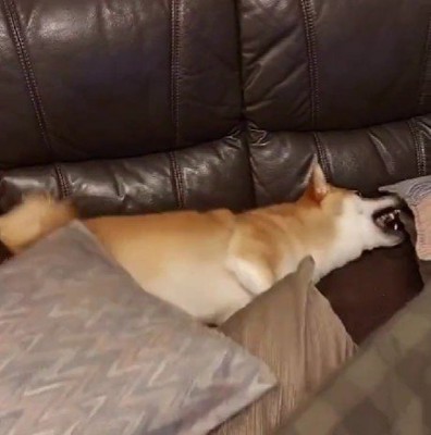 ご乱心状態になったけど…