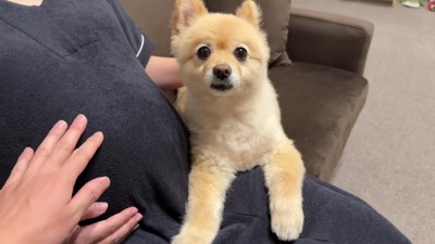 パパがお腹に手を伸ばすと…