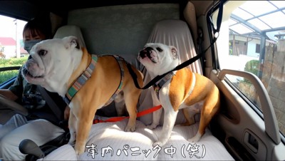 車内を走り回る2匹の犬