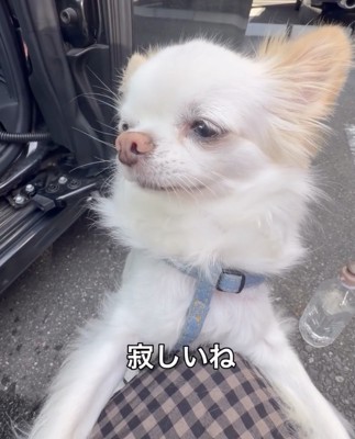 悲しげなルークくん