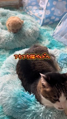 ベッドの上を歩く子犬