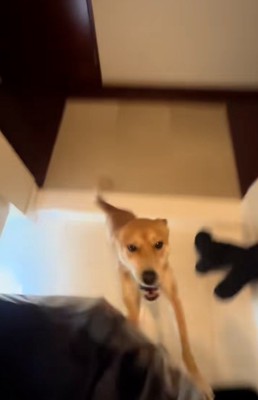 パパに飛びつくごぅちゃん