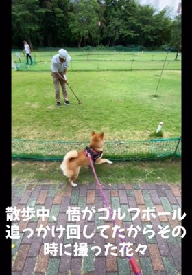 お散歩中の悟くん3