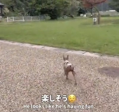 キャンプ場を歩く犬