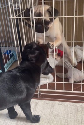 おはぎちゃん&ちまき君の脱走劇4