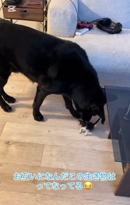 子猫を舐める大型犬