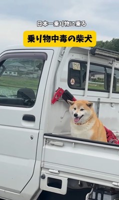 色々な乗り物に乗るおもち君